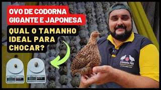 Comprei OVO DE CODORNA GIGANTE e veio OVO DE CODORNA JAPONESA SERÁ  Veja o TAMANHO IDEAL dos ovos [upl. by Acinoreb]