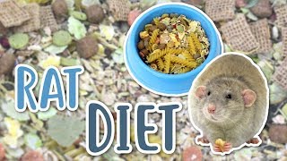 RAT DIET 101  What should you feed your Rats [upl. by Keeley]