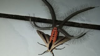 The Truth About Creatonotos gangis [upl. by Coryden]