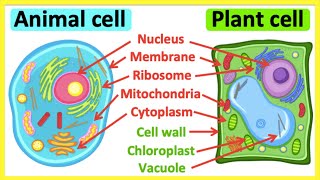 Animal cells vs plant cells  Whats the difference  Anatomy amp function [upl. by Ardnoik]