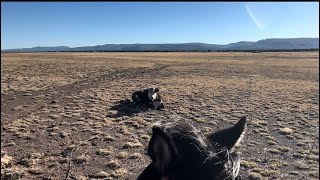 Roping wild cattle… [upl. by Norri]