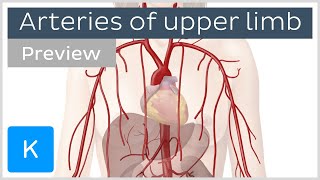 Arteries of the upper limb preview  Human Anatomy  Kenhub [upl. by Elocyn958]