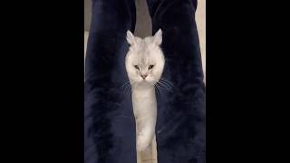 The Shocked Cat Chronicles 🐱cat catlover cats catshorts [upl. by Clarita40]