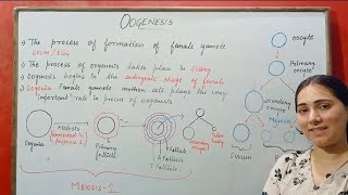 OOGENESIS HUMAN REPRODUCTION CLASS 12 [upl. by Yasmar]