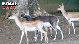 Blackbuck Exploring Impala  Part I [upl. by Alan]