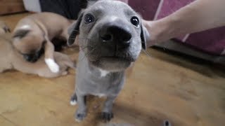 Getting our very first Whippet puppy [upl. by Neom]