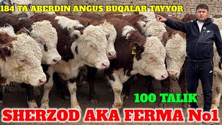 SHERZOD AKA ARGINAL 280 TA GREFORD BUQALAR KELDI 184 TA ANGUS BUQALAR 109 TA DAVOMI BOR [upl. by Teiv423]