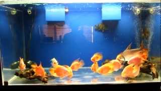 240 Gallon Acrylic Fish Tank For Sale [upl. by Bala]