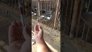 intramuscular injection 💉 animals cute calf  dairy farmingbuffalosaman youtubeshorts viral [upl. by Yrtsed]