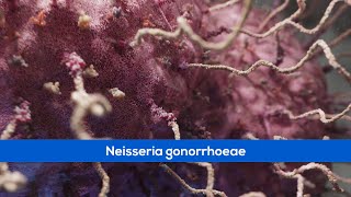 Medical Animations  Bacteria Gonorrhoea [upl. by Olenta499]