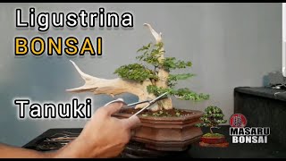 BONSAI  TANUKY LIGUSTRINA COMO GHACER UN BONSAI [upl. by Akinahc816]