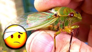 Cicada Rescue Mysterious Life Of Cicadas Warning VERY LOUD [upl. by Goober23]