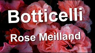 Botticelli Rose Meilland [upl. by Reprah]