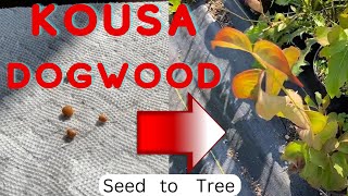 How to Grow Kousa Dogwood from Seed Start to Finish [upl. by Godred128]