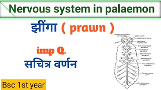 palaemon  prawn  nervous system in palaemon  prawn  झींगा का तंत्रिका तंत्र  Bsc 1st year [upl. by Enived]