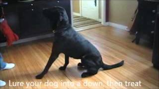 How to Stop Your Dog From Barking at The Door [upl. by Eanat]