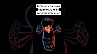 Difference between pulmonary and systemic circulation science biology heart education students [upl. by Omlesna]