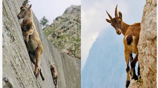 Mountain Goats  The Incredible Ibex Defies Gravity Despite Its Hooves [upl. by Nol]