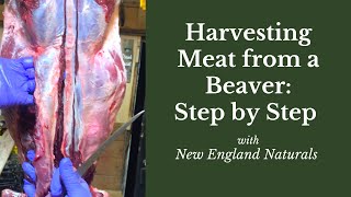 How to Harvest Meat from a Beaver Step by Step Tutorial [upl. by Bunni]