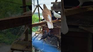 Pigeon fighting 😡bird shorts pigeon [upl. by Aruat]