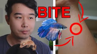 what could happen if you get BITTEN by a BETTA FISH  Fish Tank Review 229 [upl. by Cosette210]