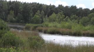 Zwart Water in Lichtaart briljant natuurreservaat  ThalsFMbe HD [upl. by Nuahsad]