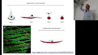 BCTATessuto Muscolare Introduzione Evolutiva [upl. by Silloh]