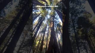 Muir woods national park CA  trail 산책  가을 산책 muirwoods nationalpark 미국일상 미국여행 [upl. by Slavin]