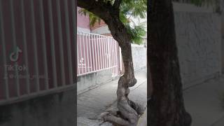 El hombre que fue hechizado y se convirtió en un árbol de acacia [upl. by Nasia491]