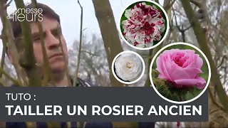 Tuto  Comment tailler des rosiers anciens [upl. by Eiramanin]