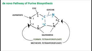 Purine Synthesis De novo pathway Nucleotide 2 [upl. by Boys628]