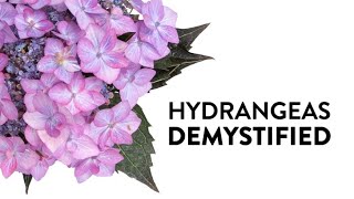 Hydrangeas Demystified  Everything You Need to Know About Hydrangeas [upl. by Denys]