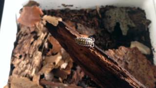 Porcellio haasi quotlight formquot  Spanish isopod [upl. by Harlen]