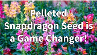 Grow Your Own Snapdragons From Seed So Easy [upl. by Nesbitt612]