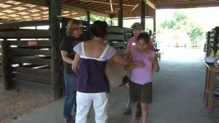 Carla Meets A Horse at MTRAs Hillcrest School Program [upl. by Luane]