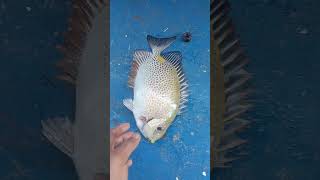 rabbit fish rabbitfish fishing amazingfishingtechniques fishingvideo [upl. by Nerrot809]