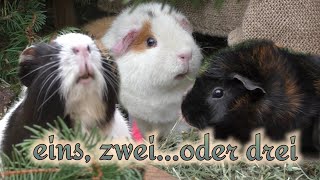 Meerschweinchen in welcher Gruppierung zusammen halten Böckchen uWeibchen wer passt in die Gruppe [upl. by Notnarb]