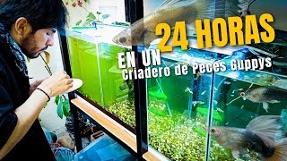 24 HORAS TRABAJANDO EN UN CRIADERO DE PECES GUPPYS [upl. by Ytsirc119]