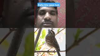 sparrowchippinggum ho gayi [upl. by Malek]