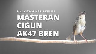 pancingan masteran ciblek gunung bren panjang ak47 [upl. by Dong]