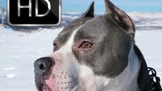 ➤Amerikan Staffordshire Terrier Hakkında Bilgiler ➤Parkur Köpeği ➤Parkour Dog [upl. by Jodee379]