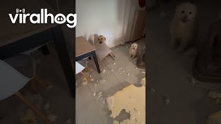 Naughty Labrador Makes a Huge Mess  ViralHog [upl. by Drofliw]