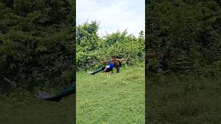 open peacock 🦚 chathing VFX funny 😱 my Village shorts animals wildlife viral tiger [upl. by Woodson997]