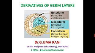 DERIVATIVES OF GERM LAYERS EMBRYOLOGY [upl. by Jonna]