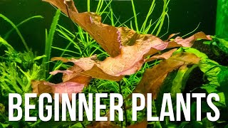 Top 7 Aquarium Plants for Beginners Who Cant Keep Them Alive 🌱 [upl. by Aisenet]