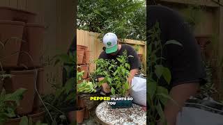 Overwinter Your Pepper Plants as Bonsai Trees [upl. by Adnohsad838]