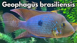 Geophagus Brasiliensis  Complete Care amp Breeding Guide [upl. by Oriole]