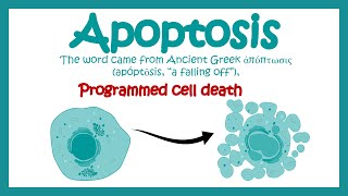 Apoptosis  Apoptosis in Pathological and Physiological context  Molecular pathway of apoptosis [upl. by Ronnoc]