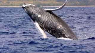 Whale Facts 10 facts about Humpback Whales [upl. by Esinel]