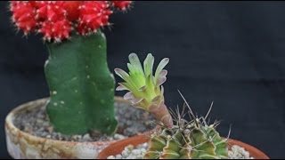 Gymnocalycium mihanovichii  Erdbeerkaktus Moon Cactus [upl. by Sibel]